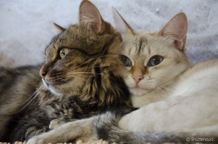 Gatos muito apegados um ao outro podem ficar extremamente tristes no caso de separação ou morte