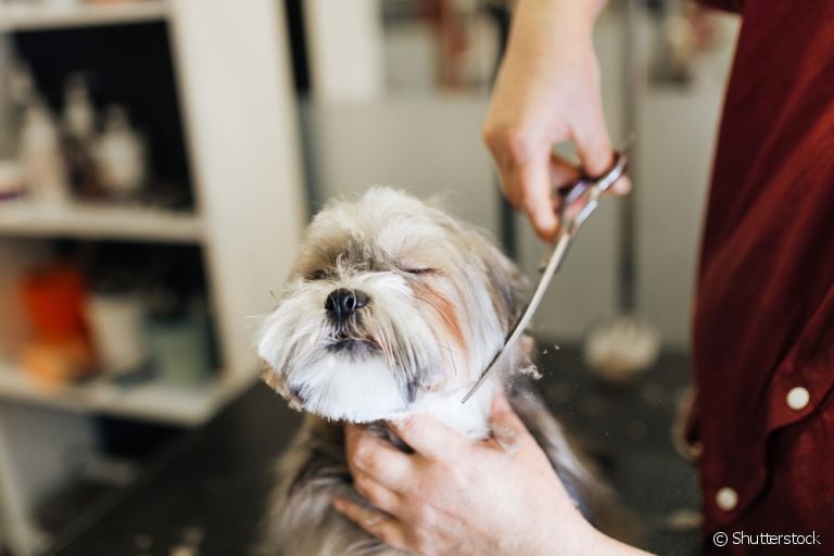 Tosa: Lhasa Apso pode usufruir de vários tipos de cortes e penteados