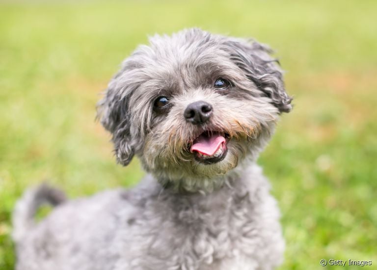 Confira lista com 150 nomes para cachorro Shih Tzu