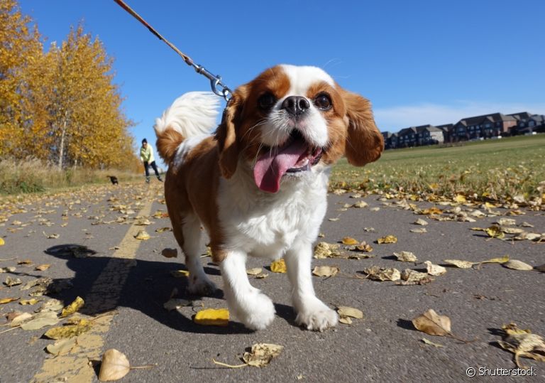 O tempo do passeio de cachorro vai depender de vários fatores, como idade, porte e raça do cão