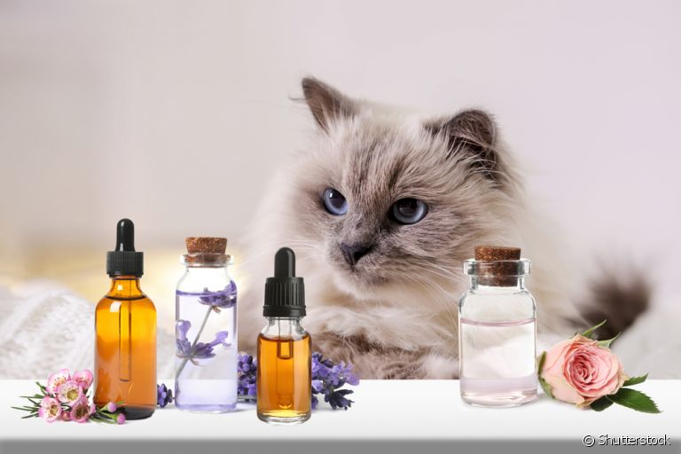 O olfato de gato é bem sensível e é importante ter muita atenção com a escolha da fragrância do perfume