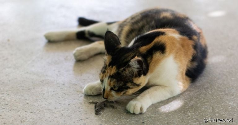 A platinosomose em felinos é uma doença que precisa de atenção. Entenda mais sobre o quadro