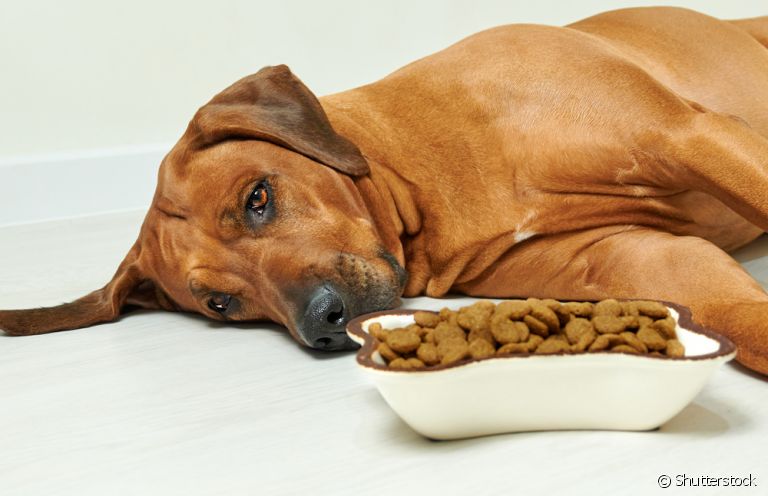 Sistema digestivo canino: conheça algumas doenças que podem afetar a saúde do cachorro