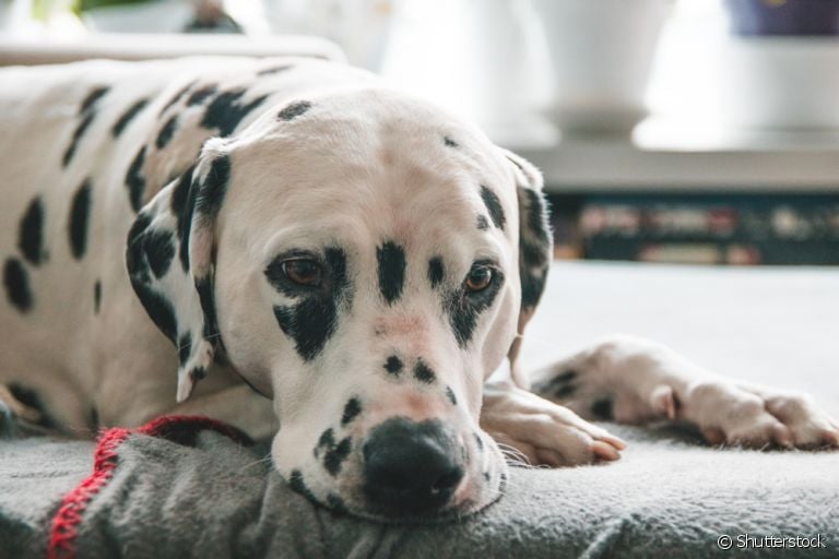 O vômito de cachorro pode ser causado por diferentes razões