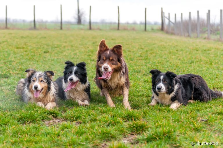 Border Collie: cores da pelagem podem ter diversas variações