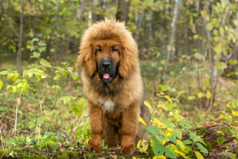 Algumas raças de cachorro são extremamente raras no mundo todo. Conheça algumas delas!