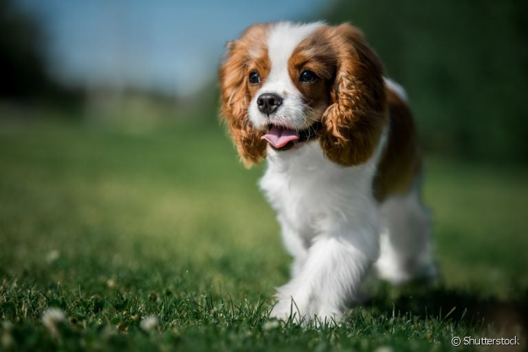 Conhaça 5 raças de cachorro pequeno que são exemplos de doçura e carinho