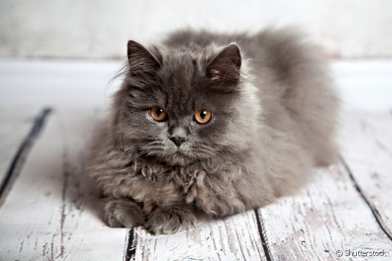 Gato obeso: raças como o gato Persa tem mais chances de engordar se não receber os cuidados ideais