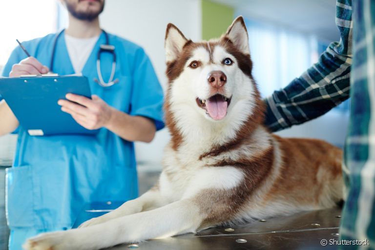 Veterinário de cachorro: veja quanto custa, em média, uma consulta para o seu cãozinho