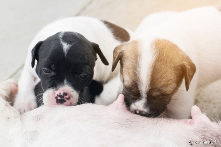 Amamentando filhotes de cachorro: veja algumas curiosidades sobre a alimentação canina nos primeiros meses