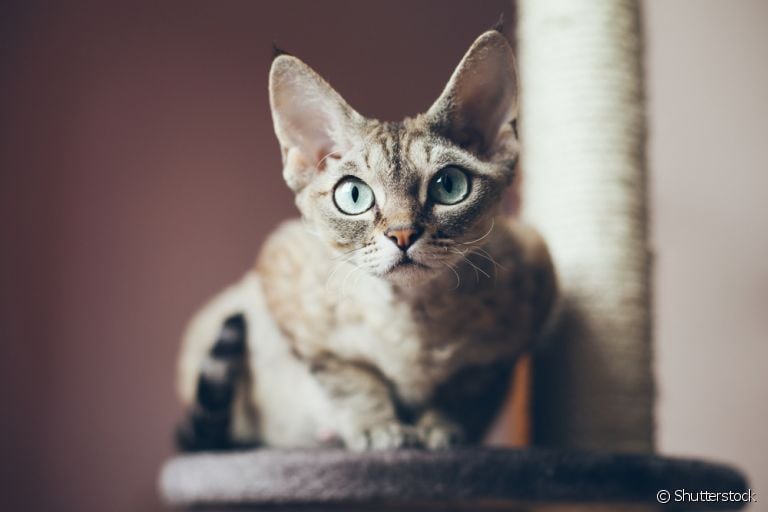 Conheça o Devon Rex e se prepare para ficar apaixonado pela raça de gato