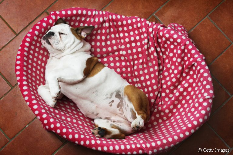 A posição que o cachorro dorme diz muito sobre a relação dele com os tutores e o ambiente em que vive