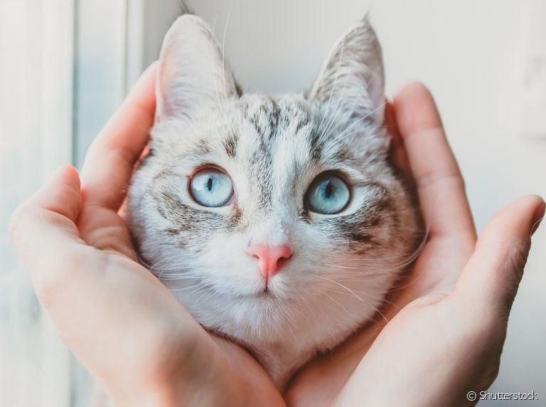O focinho de gato é uma poderosa ferramenta de comunicação no universo felino. Saiba mais!