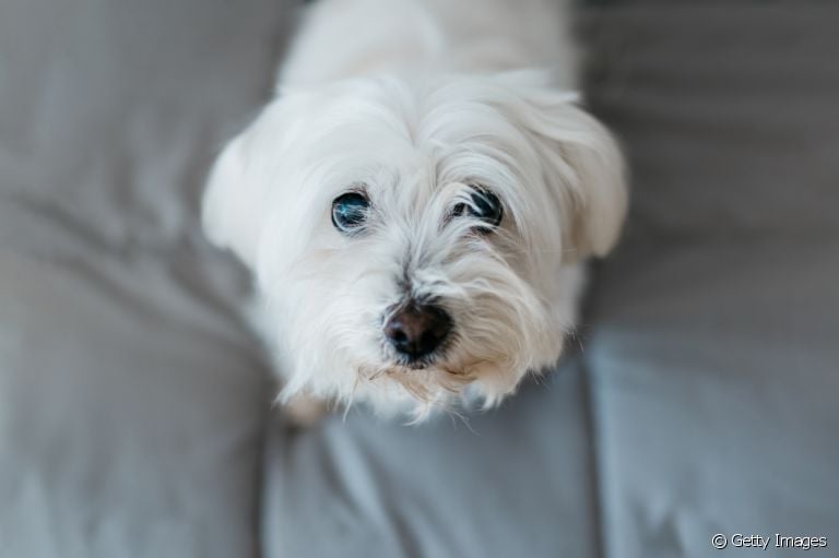 A balanopostite canina é uma infecção que pode afetar a saúde dos cães. Saiba mais sobre o problema