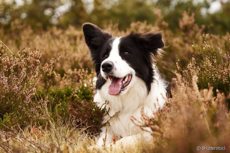 O cachorro Border Collie é um ótimo companheiro e super inteligente
