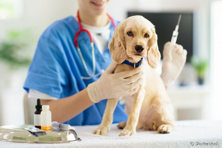 Vacina para cachorro: veja algumas vantanges da imunização