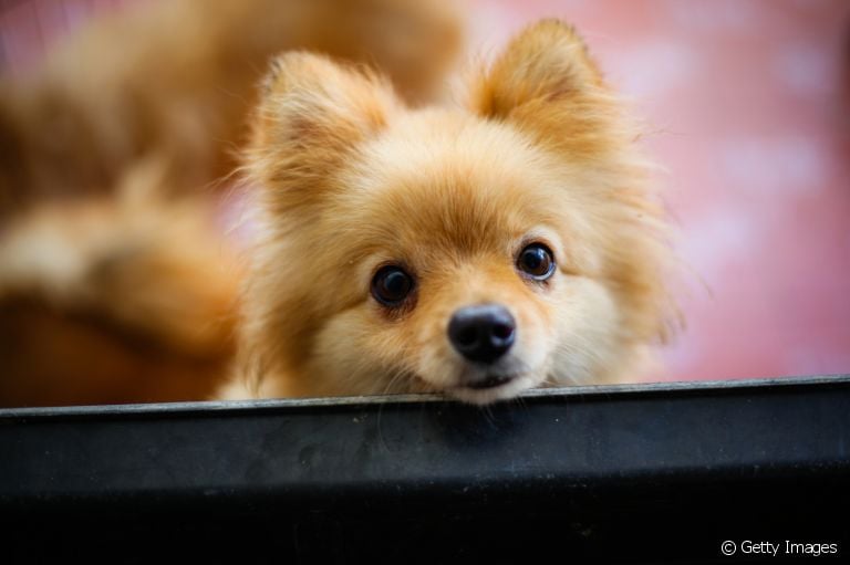 Raças de cachorros amorosos: descubra quais são os cãezinhos que mais expressam seus sentimentos