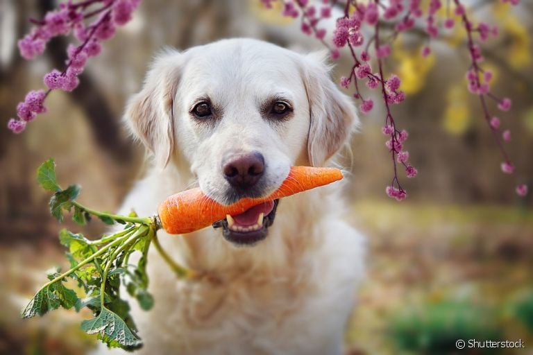 É importante saber os legumes que cachorro não pode comer para evitar problemas
