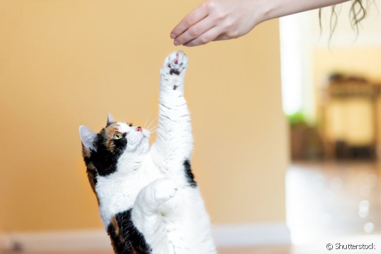 Não pense que adestrar gato é igual a cachorro: os métodos são bem diferentes