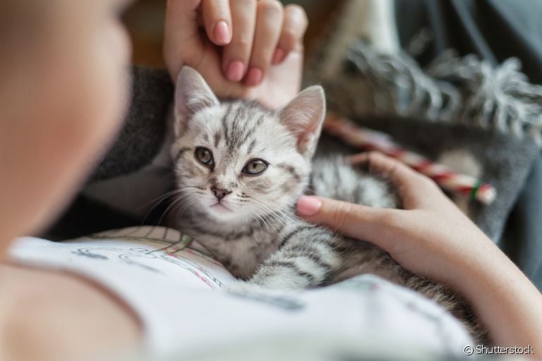 O amor de gato é capaz de mudar a nossa vida. Veja alguns motivos para ter um gatinho do seu lado!