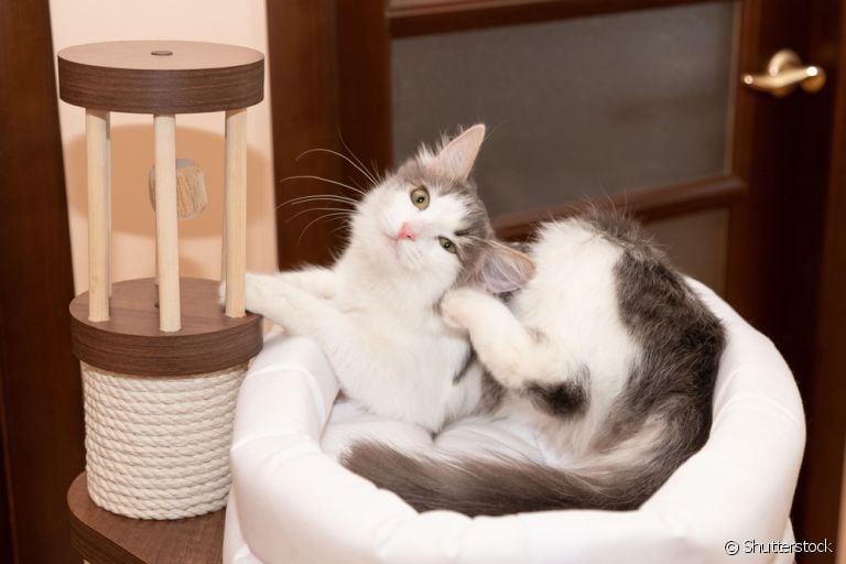 Antipulgas para gatos também dever ser usados naqueles que estão sempre em caa