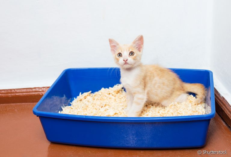 Existem muitas opções de areia para gatos para você escolher. Saiba quais são!