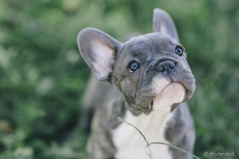 Alguns cãezinhos adoram estar perto de humanos para interagir e brincar