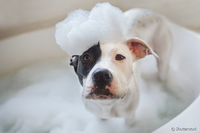 O banho de cachorro é um momento super importante na rotina de cuidados com um pet