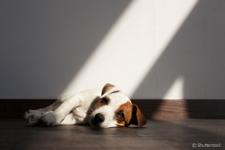 O botulismo canino é uma doença rara que atinge o sistema nervoso do cachorro