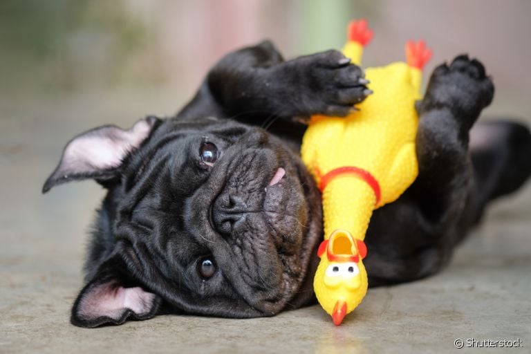 Os brinquedos para cachorro com barulho fazem muito sucesso