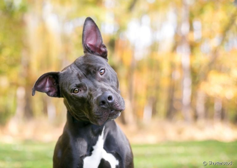 Uma grande dúvida é se os cachorros entendem o que a gente fala. Chegou a hora de descobrir a resposta!