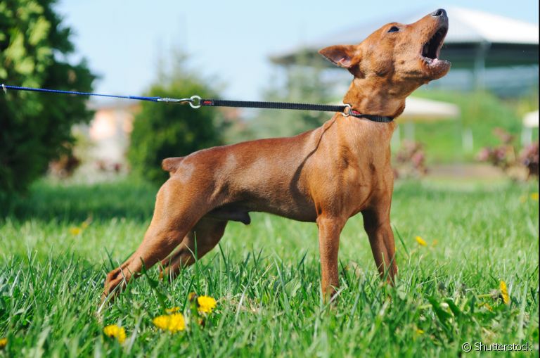 O cachorro latindo está se comunicando com você. Saiba o que ele quer dizer!