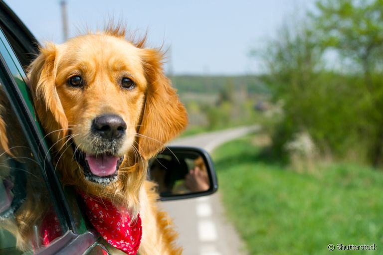 O cachorro no carro adora ficar na janela para sentir diferentes tipos de cheiros