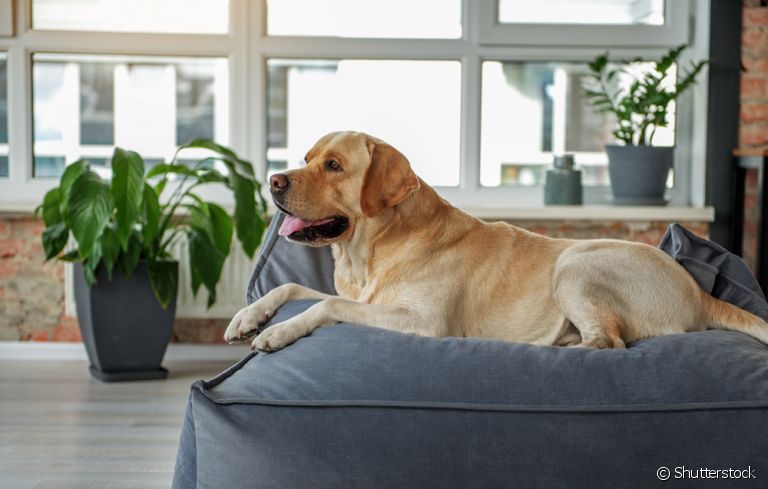 O cachorro para apartamento precisa ser pequeno? Descubra a resposta!