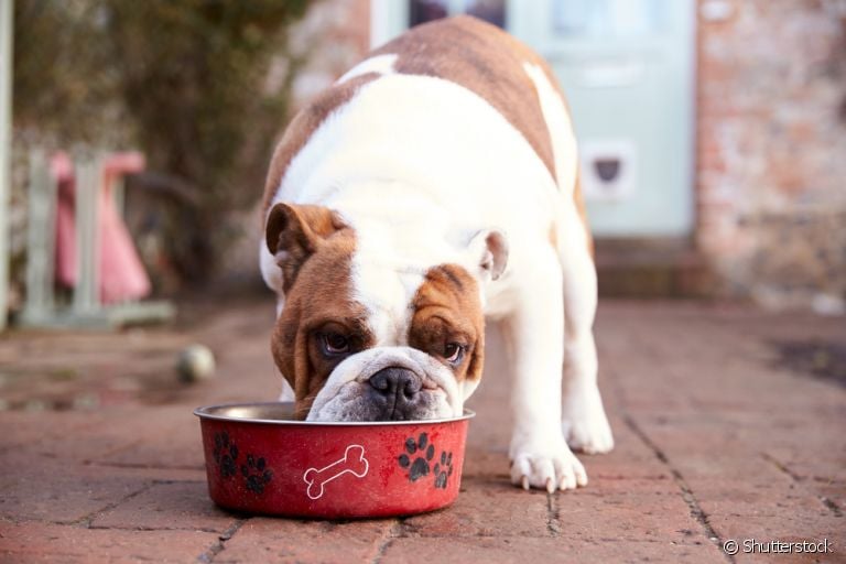 Arroz faz mal para cachorro? Descubra se o alimento é liberado ou não para os cães