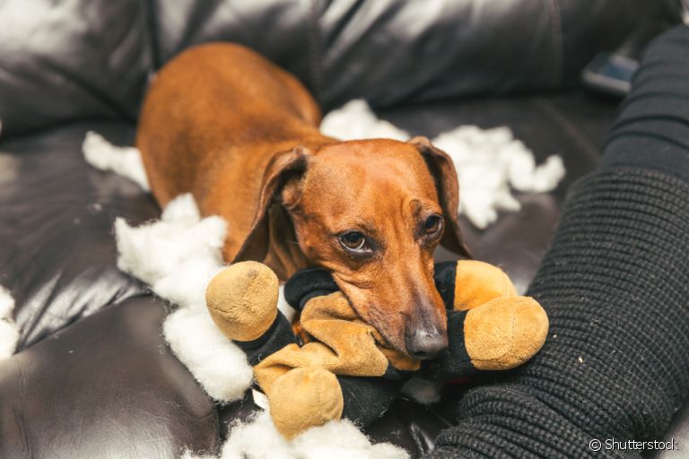 Você tem um cachorro bagunceiro de pequeno porte? Veja algumas dicas para lidar com isso!