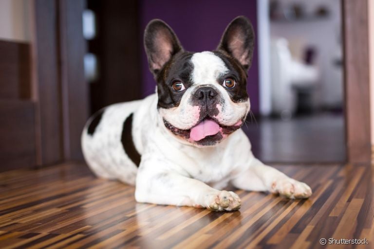 A hiperqueratose canina - ou calo no cotovelo do cachorro - é um problema comum. Saiba mais 