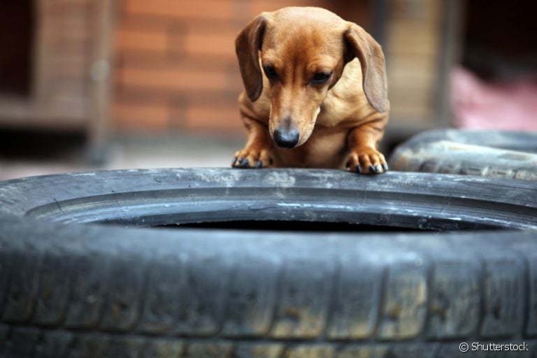 A cama de pneu para cachorro é uma opção sustentável e confortável