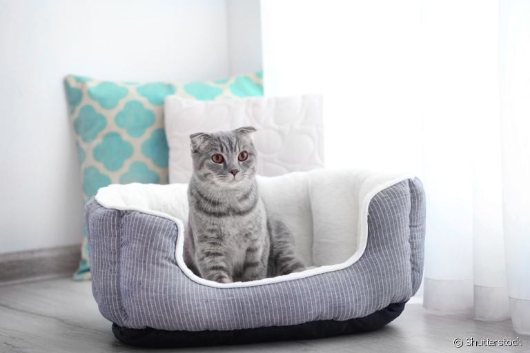 Existem muitos modelos de camas para gato. Descubra qual é a melhor para seu pet!
