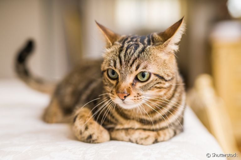 O cio de gato provoca diversas mudanças hormonais e comportamentais
