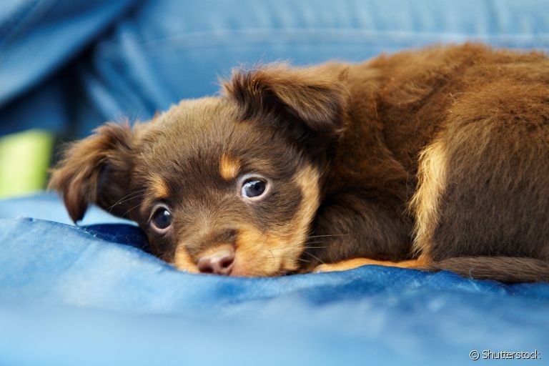 Saiba c omo fazer filhote de cachorro parar de chorar com algumas dicas! 