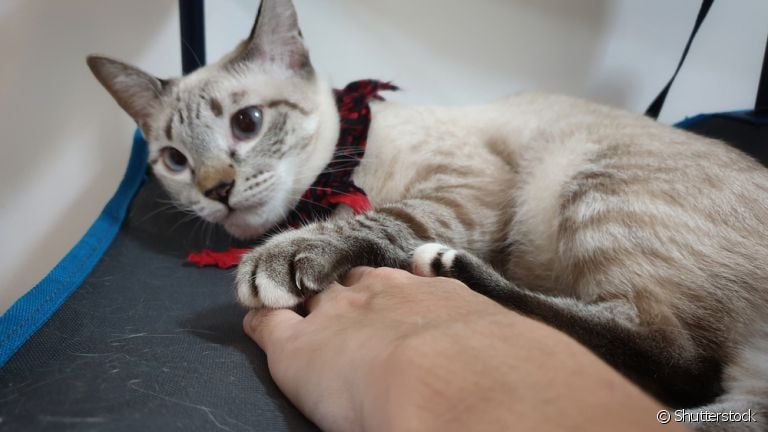 Descubra como tratar ferida na pata do gato e o que fazer diante da situação! 