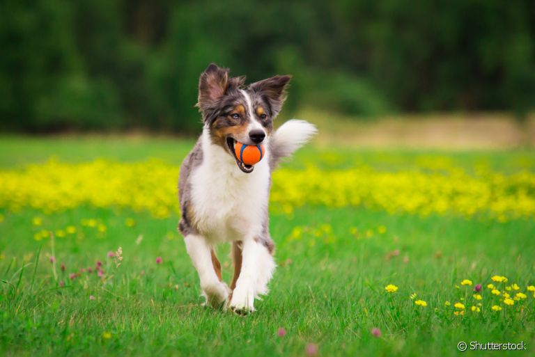 Na hora de escolher a bolinha para cachorro, você deve pensar em características do seu cão
