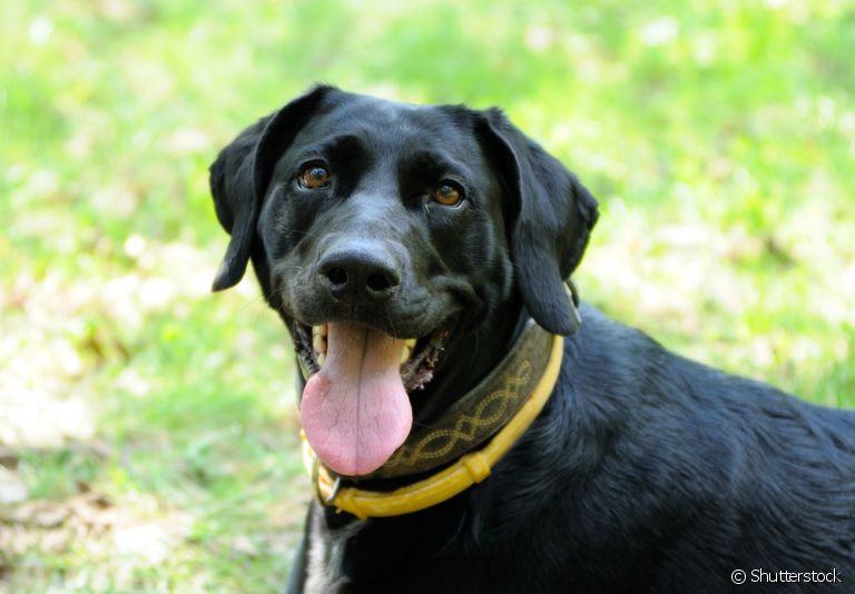 Pensou em comprar coleira antipulgas para cachorro? Saiba como ela funciona!