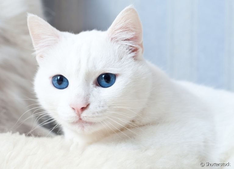 O gato surdo precisa de uma série de cuidados com a sua rotina. Veja quais são eles