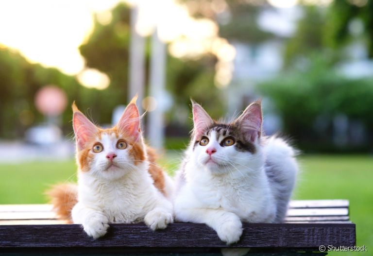 Se você não sabe como socializar gatos, chegou a hora de descobrir algumas técnicas infalíveis