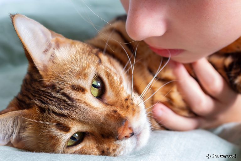 Entenda mais sobre os sintomas e tratamento da toxoplasmose em gatos