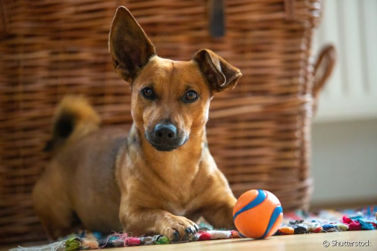 O enriquecimento ambiental para cães evita o tédio e destruição