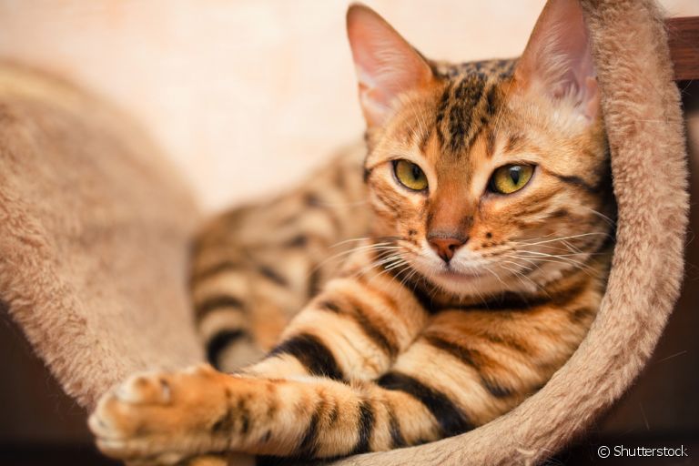 O gato Bengal tem um comportamento que une seu lado selvagem e doméstico. Saiba tudo sobre a personalidade da raça!