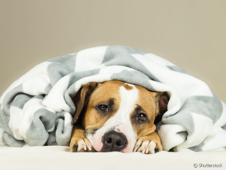 A giárdia canina pode ser grave se não for tratada a tempo
